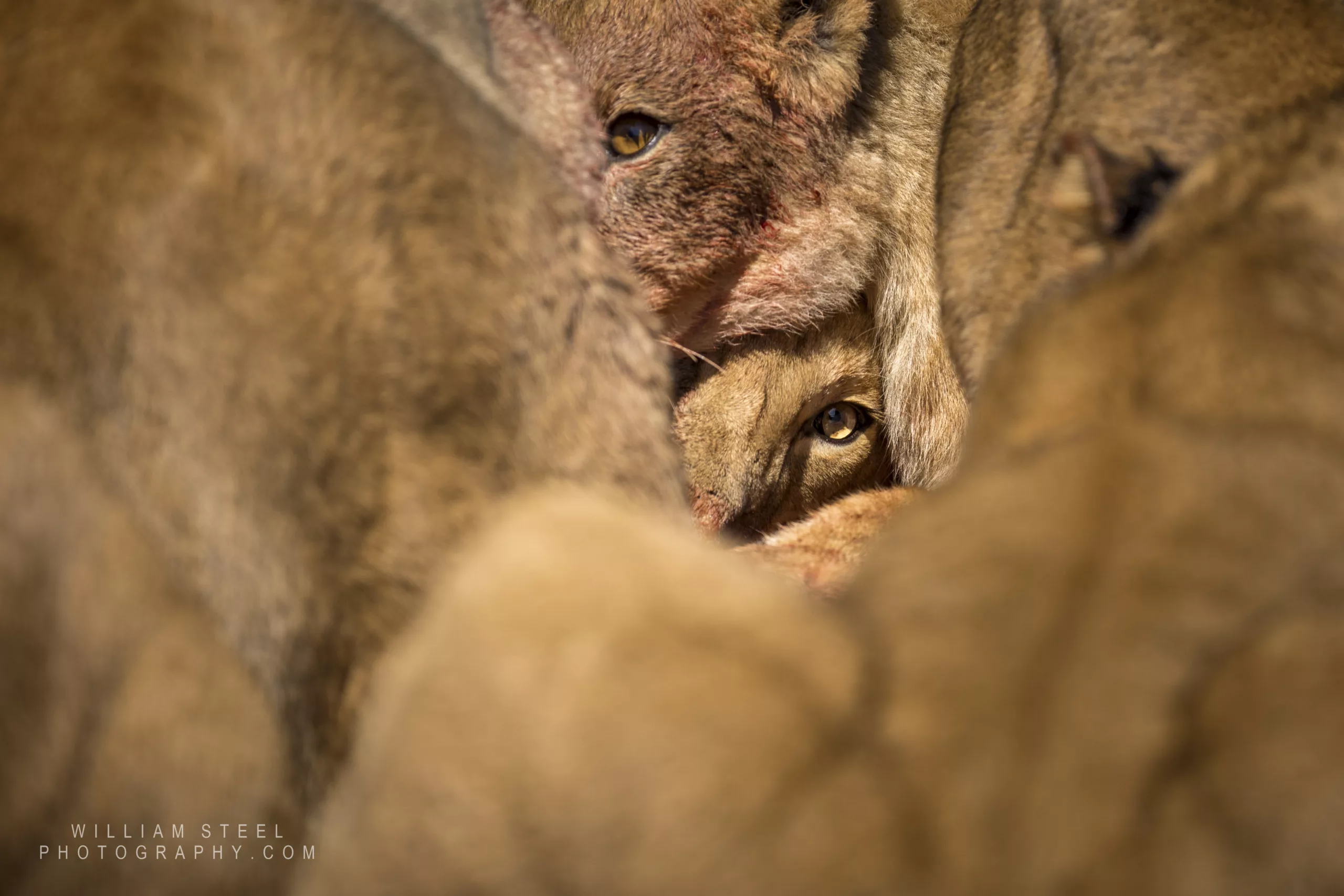 A pride of lion at a kill by William Steel