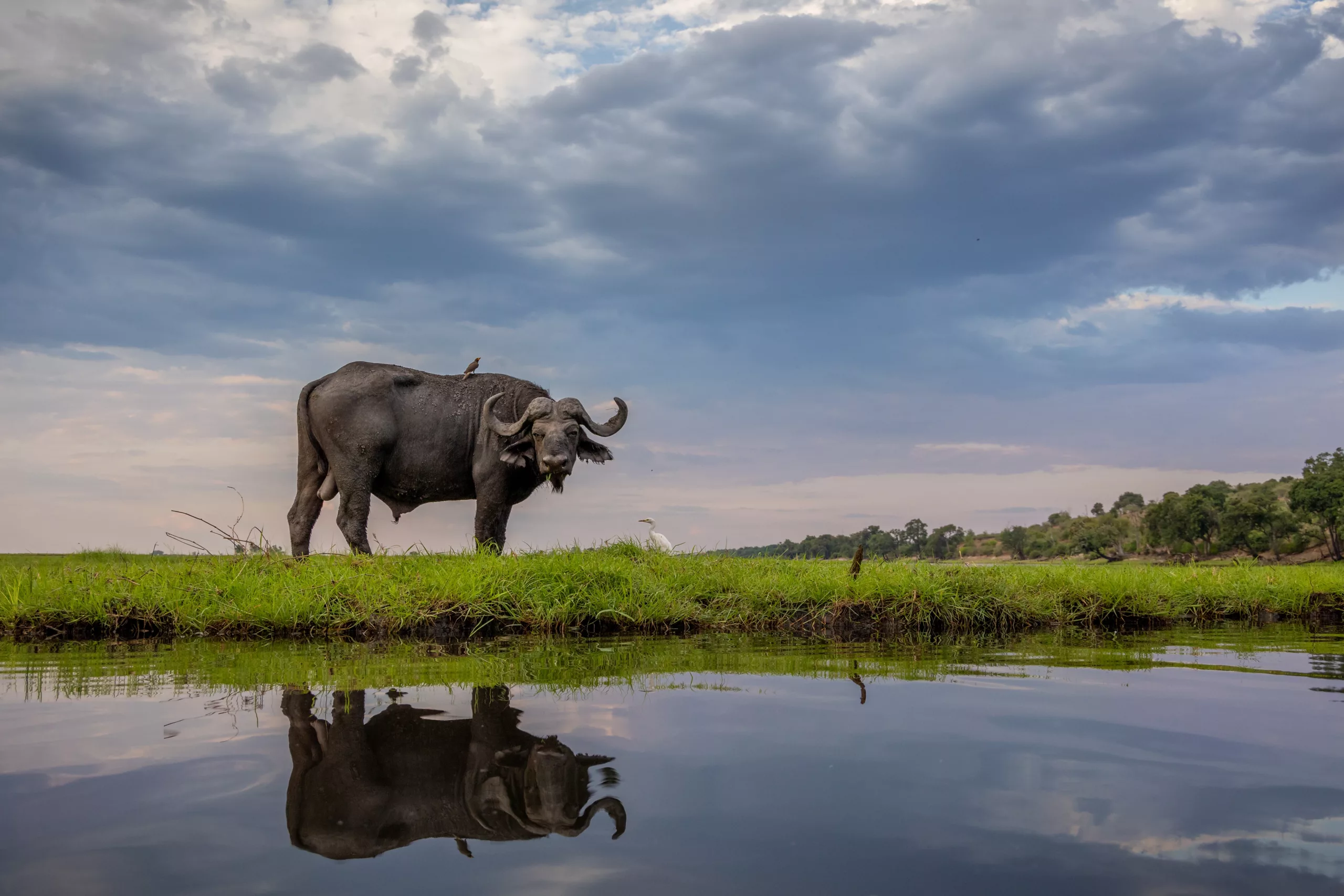 African buffalo on the chobe river botswana by charl stols