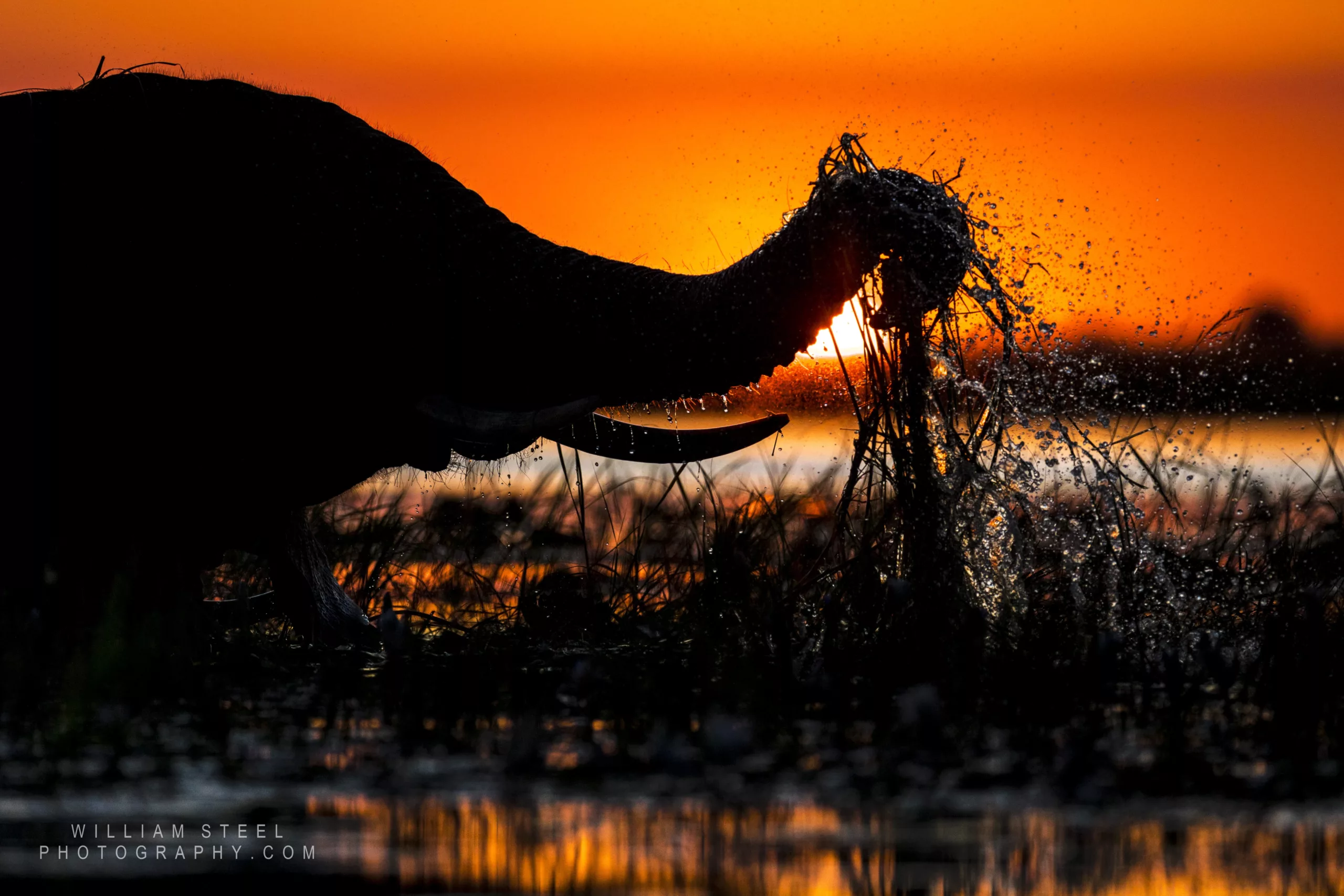 Elephant on the Chobe river at sunset by William Steel