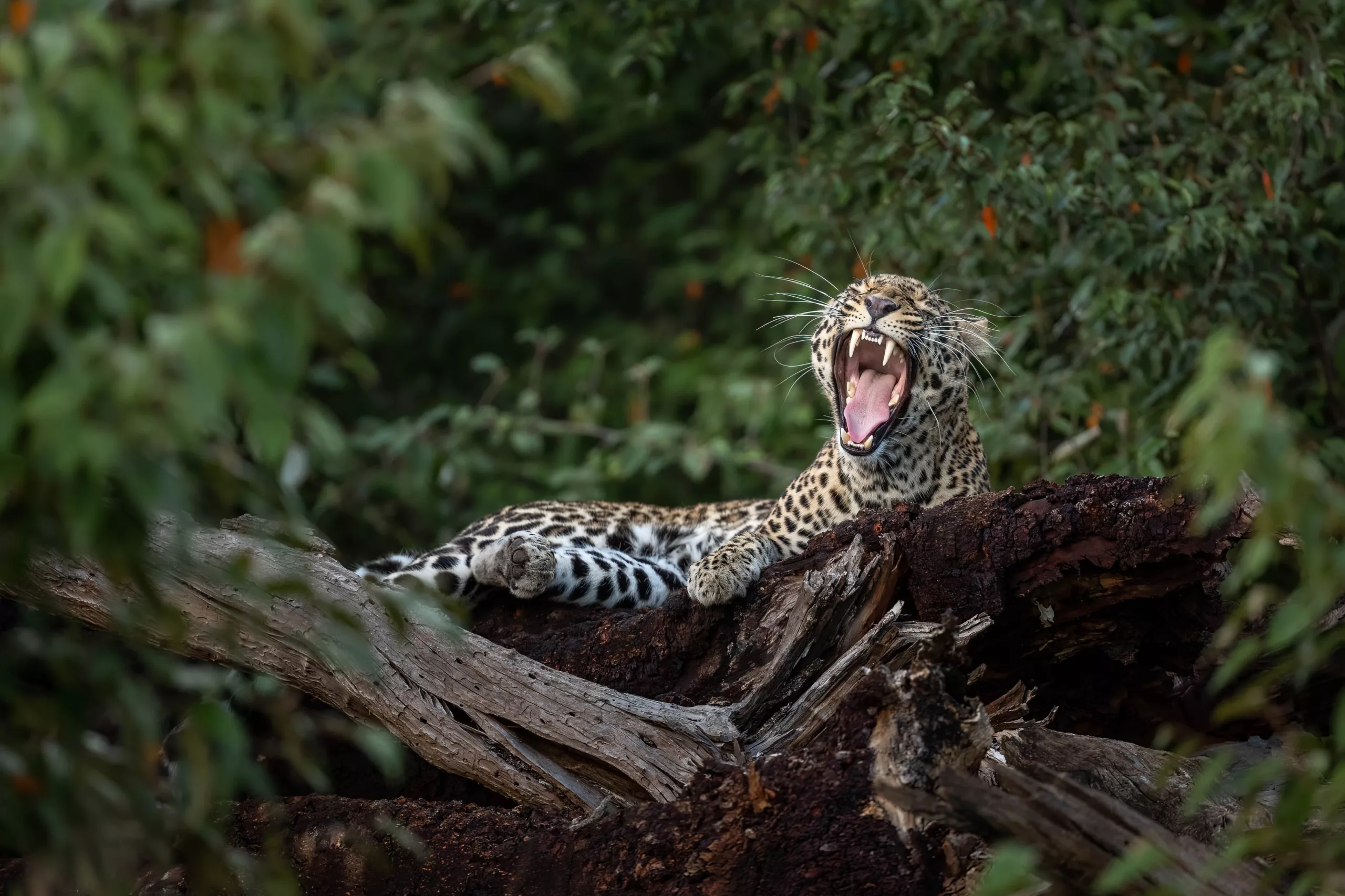 Leopard yawn by Sabine Stols