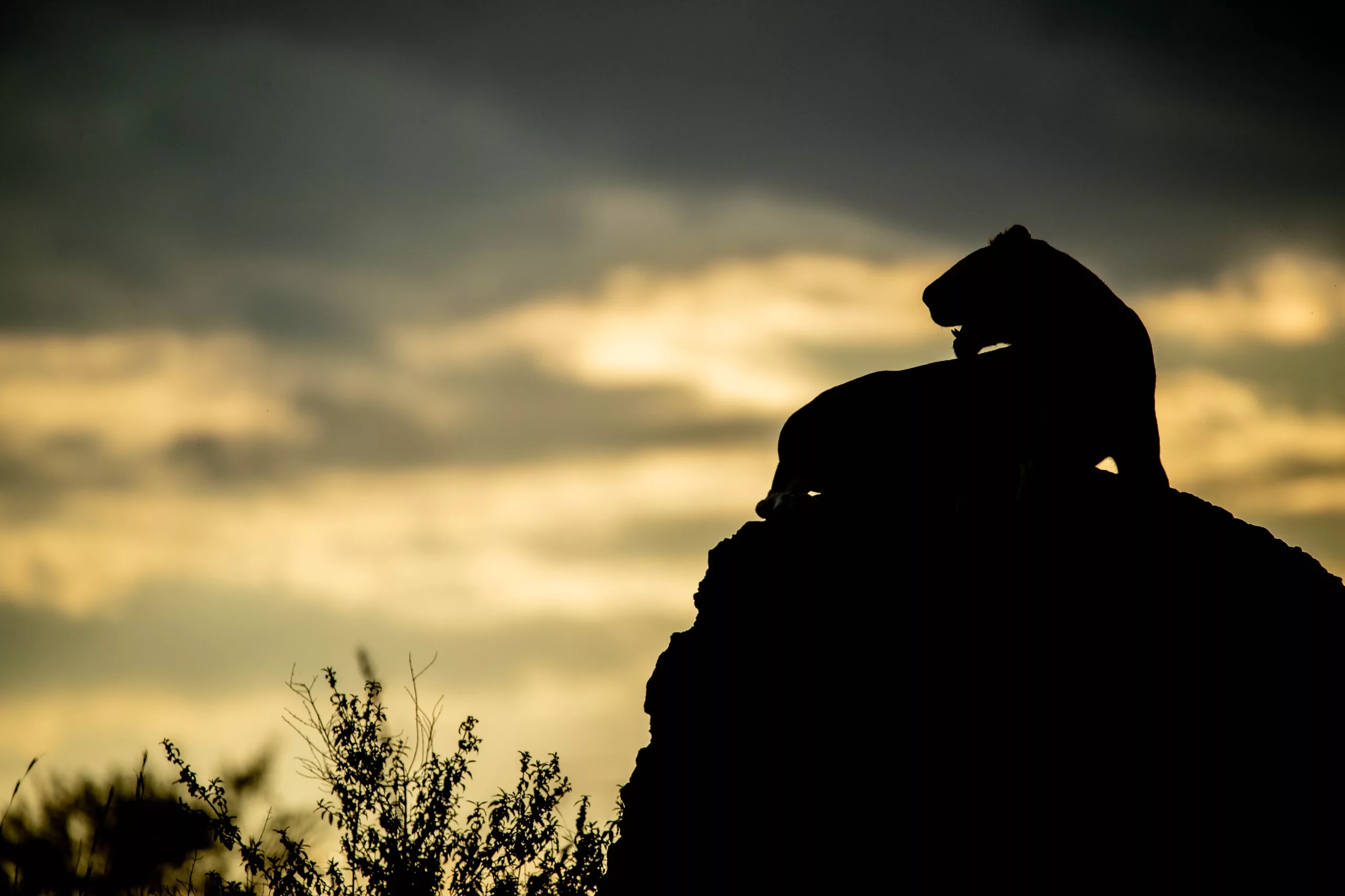 Lioness silhouette by Sabine Stols