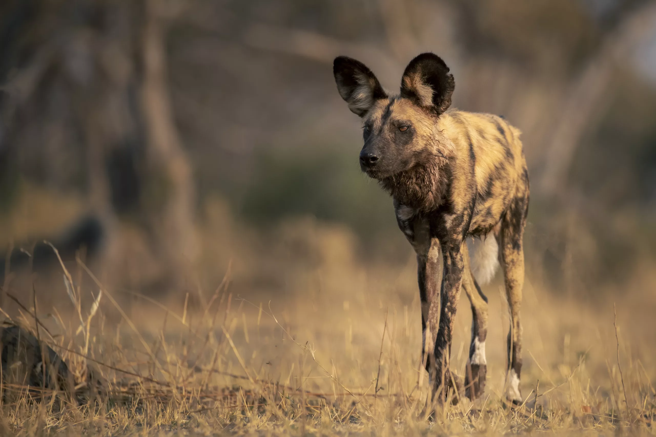 low angle wild dog by janine krayer