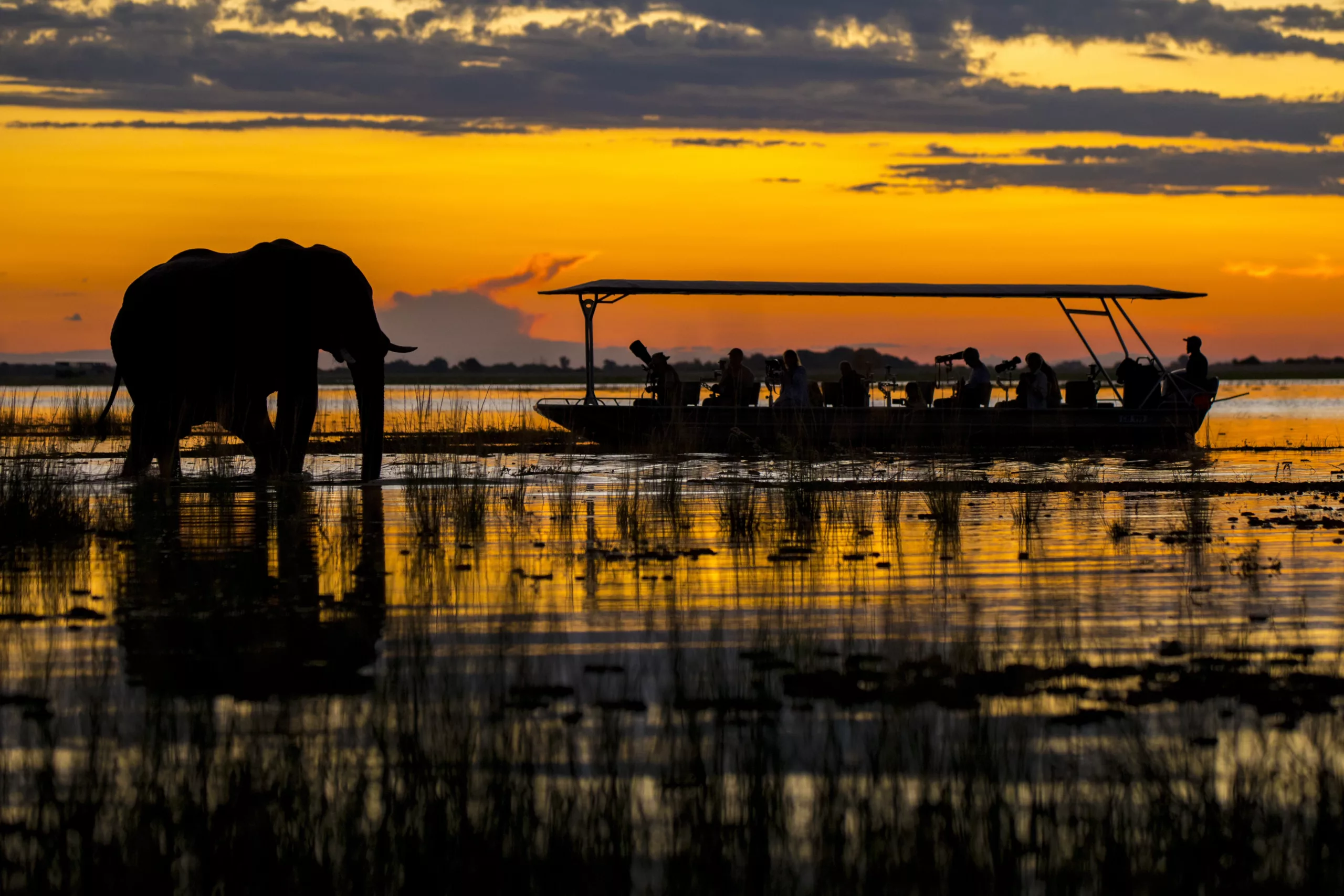 pangolin photo safaris on the chobe river by william steel.jpg Pangolin photo safaris on the Chobe River by William Steel