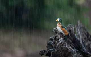 pygmy goose in rain by sabine stols