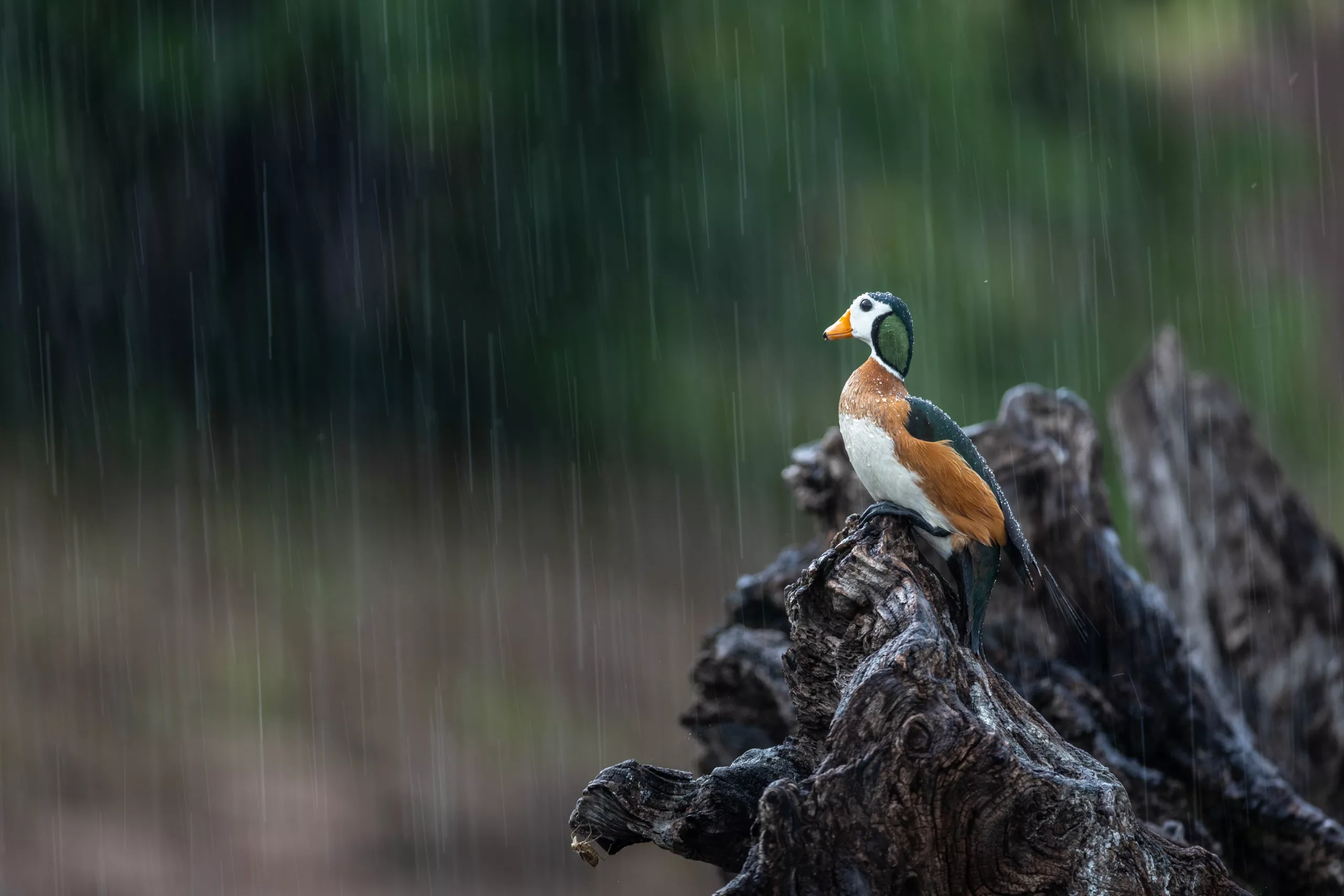 pygmy goose in rain by sabine stols