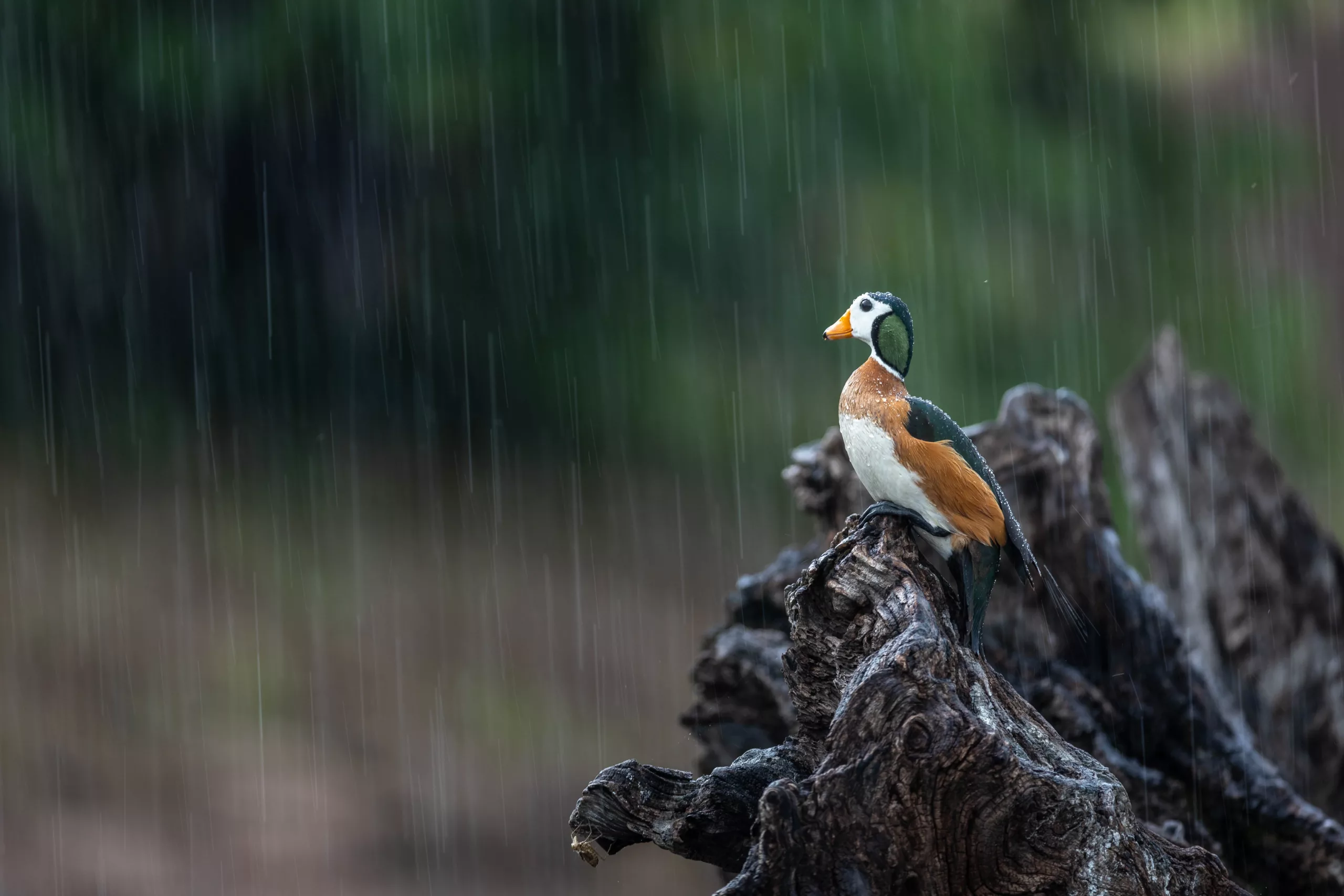 Wildlife Photography Tips for Beginners - Our top 10 tips Wildlife Photography Tips for Beginners - Our top 10 tips