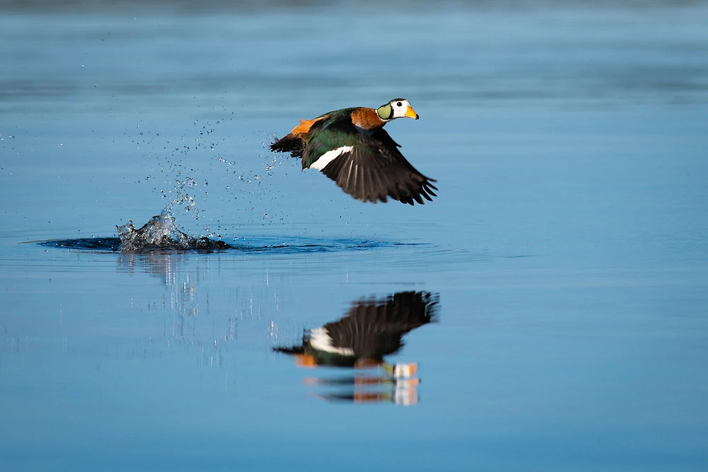 pygmy goose on the chobe river danielle carstens Pygmy Goose on the Chobe River - Danielle Carstens