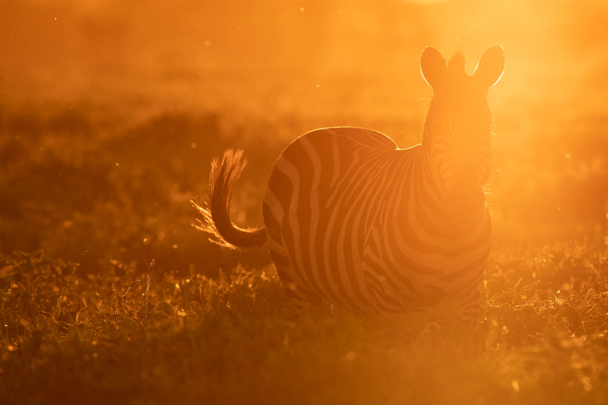 Serengeti zebra backlit by sabine stols