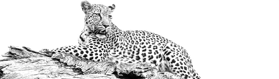 Black and white wildlife photography