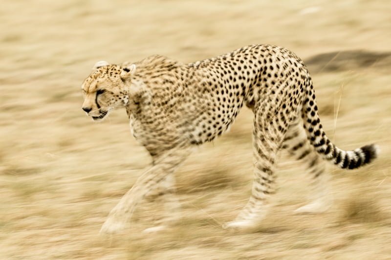 Best shutter speed for wildlife photography