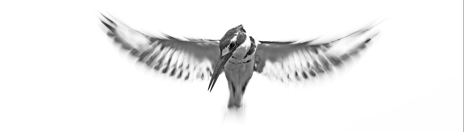 Wildlife bird photography & shutter speed