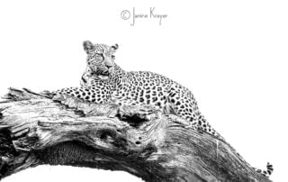 Wildlife photography editing tips