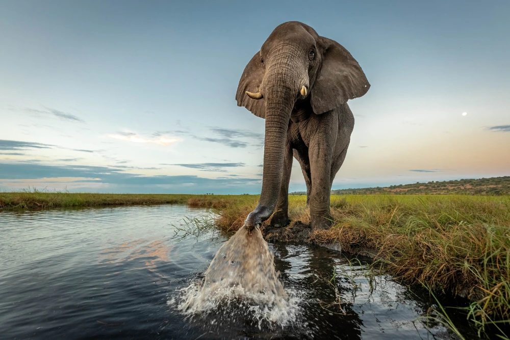 elephant charl stols botswana elephant charl stols botswana