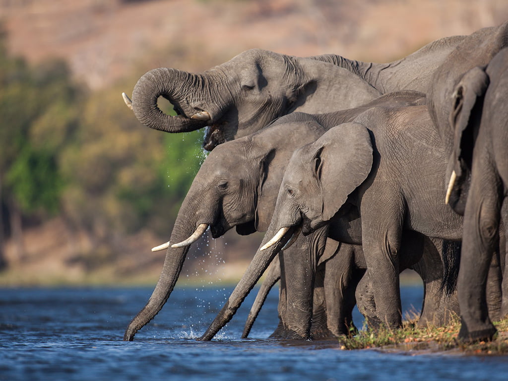 Elephants drinking at The Chobe River A scene from The Chobe National Park