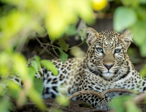 Green Season in Botswana
