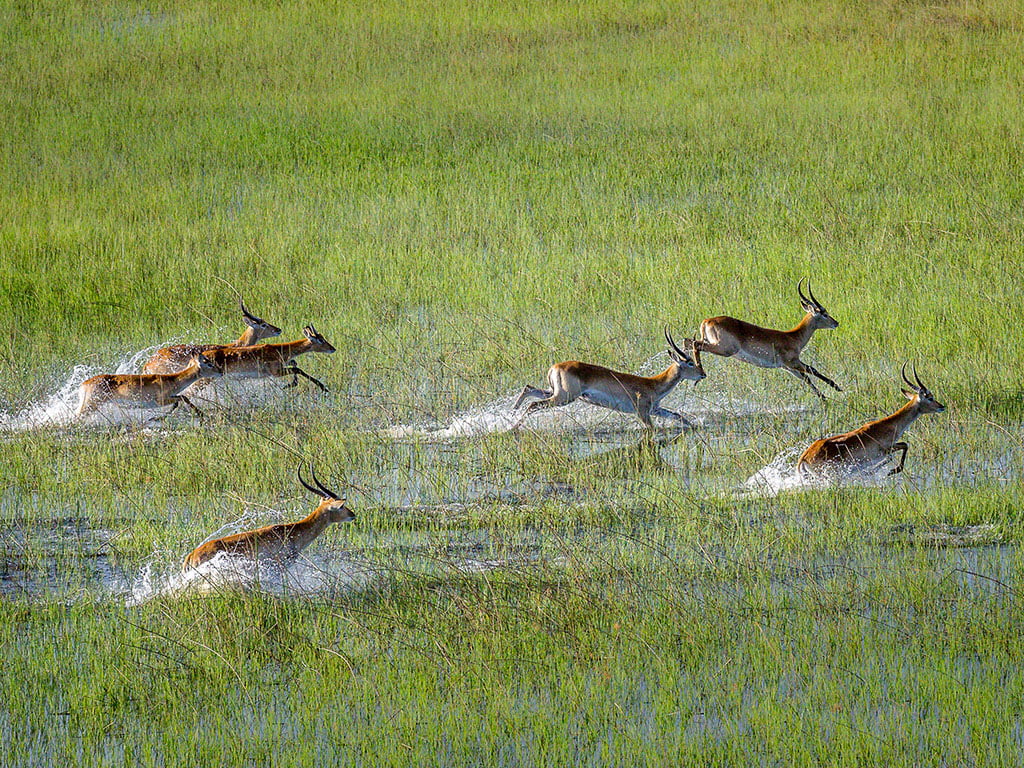 Red Lechwe running through the Okavango Delta The Okavango Delta - A Wildlife photography haven