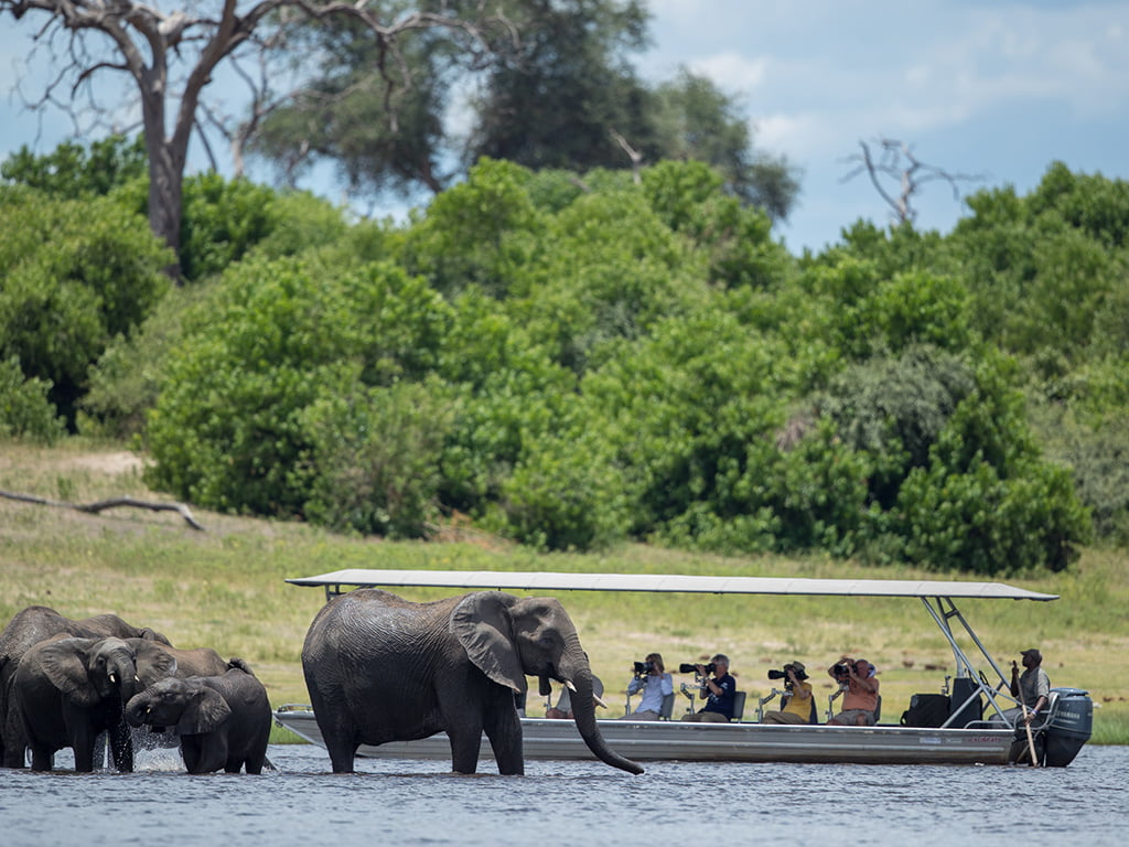 Wildlife photography on the Pangolin Photo Boat