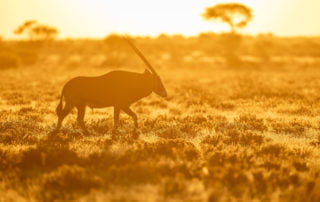 Male Oryx