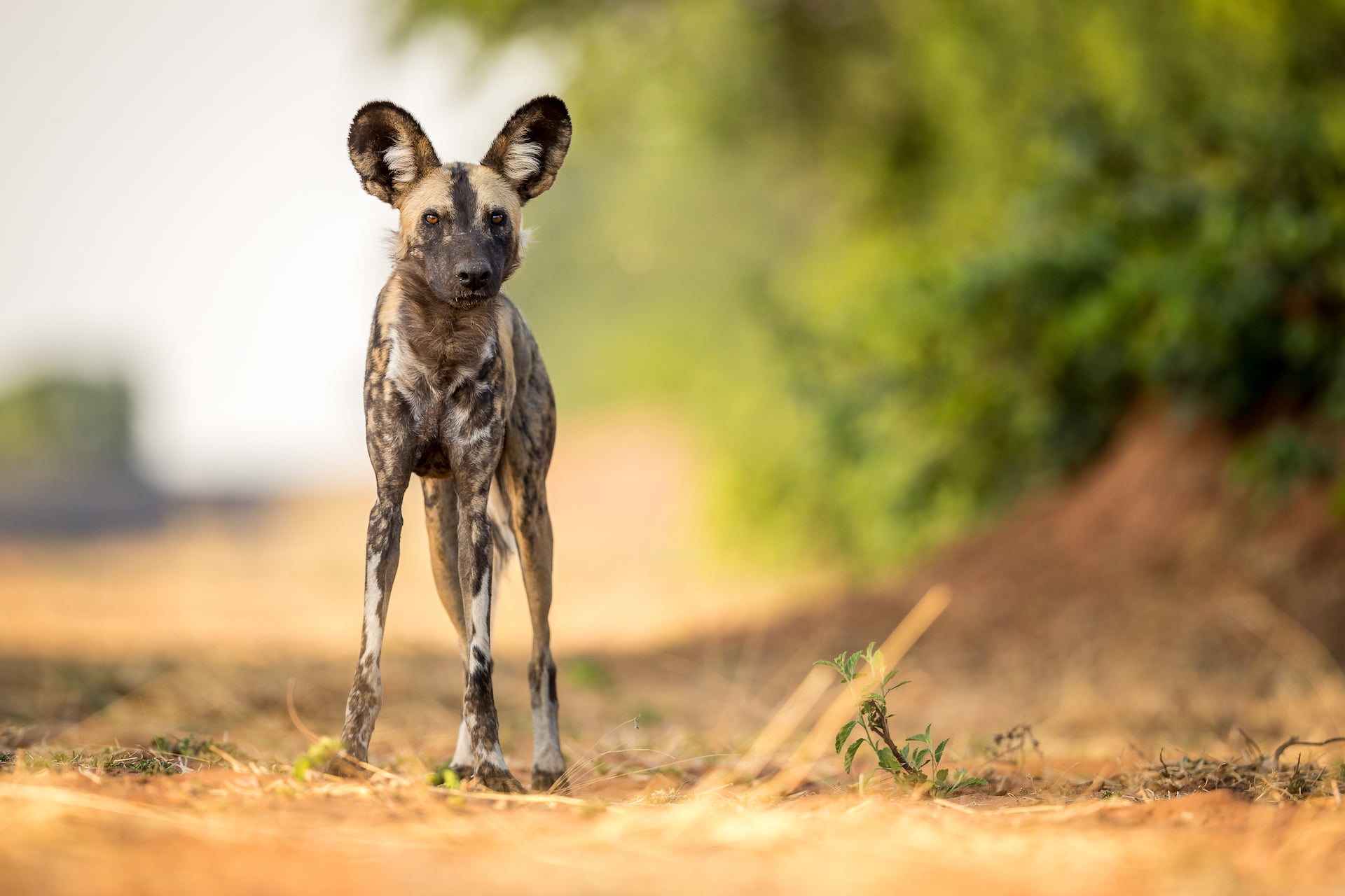 CSP_5211 Wild Dog in the Okavango Delta