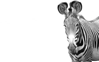 Janine Krayer Wildlife Photography-1-5 (3)