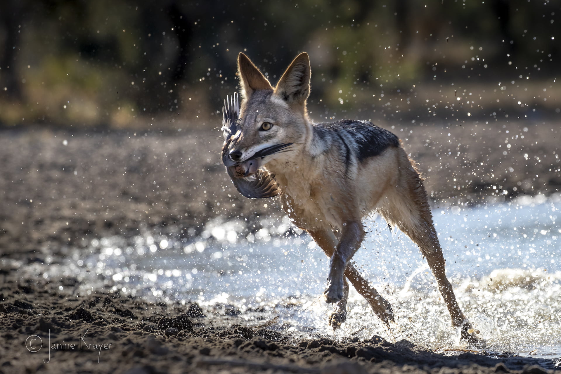 Janine Krayer Wildlife Photography-1-7 Janine Krayer Wildlife Photography-1-7
