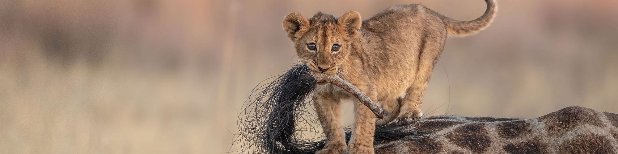 privatesafaris.jpg
