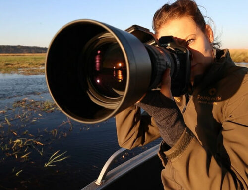 Sigma 60-600 mm Lens Review
