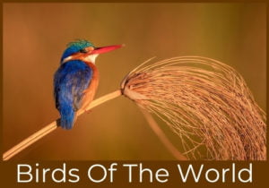 3 Birds of the world