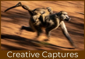 4 creative captures