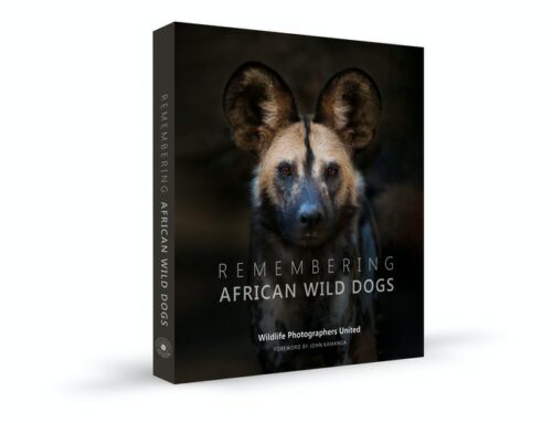 Remembering African Wild Dogs