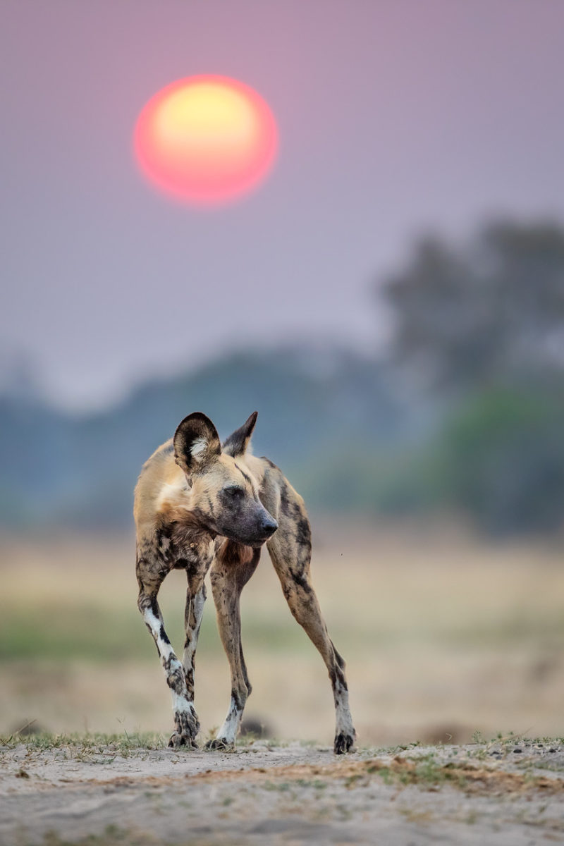 African wild dog at sunset in Okavango Delta