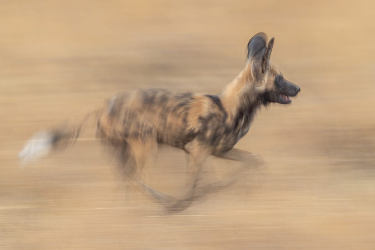 African Wild Dog African Wild Dog