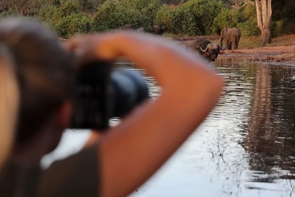 Sabine demonstrates the swift and accurate autofocus capabilities of the Canon RF600mm and RF800mm lenses while capturing Buffalo and Elephant along the Chobe River. 