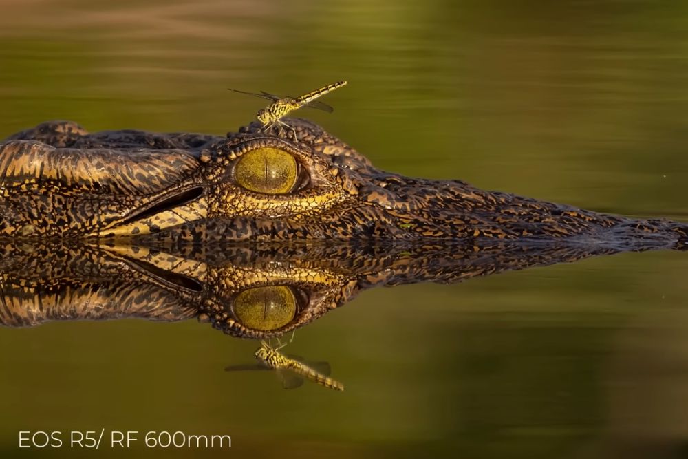 the canon rf600mm and rf800mm lenses beautifully capture the intricate details of a crocodile with a dragonfly, showcasing fantastic image quality