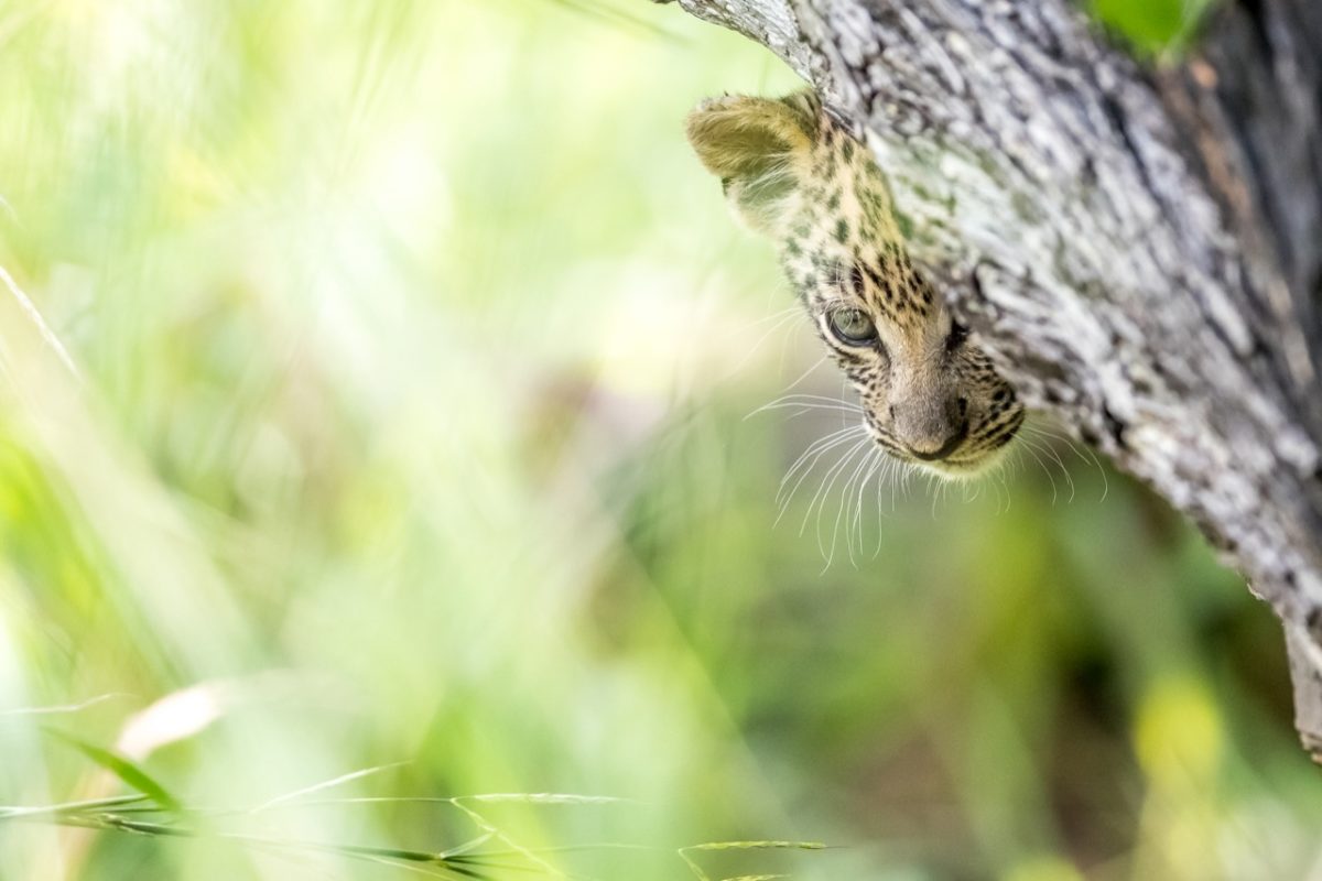 Botswana seasons green baby leopard game viewing in botawana seasons can be rewarding