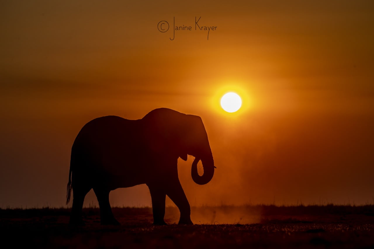 elephant at sunset in the botswana seasons