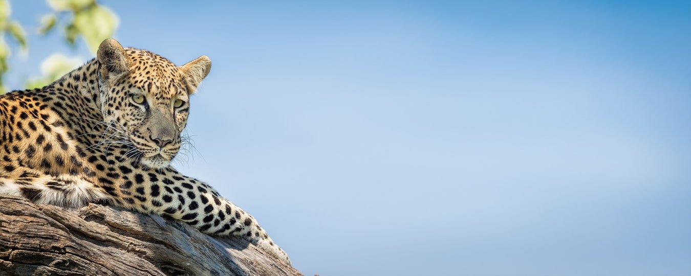 Botswana Safari camp & accommodation
