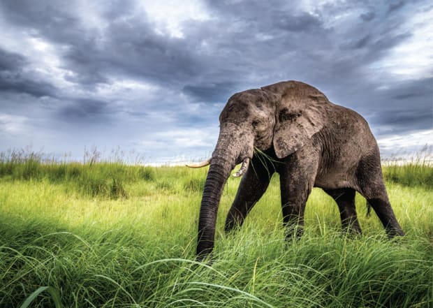 Elephant & wildlife photo safaris in Botswana