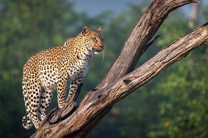 Featured photography safaris in Africa