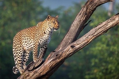 Featured photography safaris in Africa