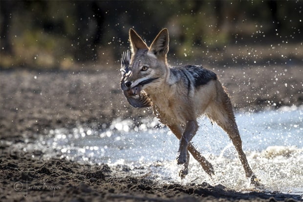 Kalahari photo safaris in Botswana