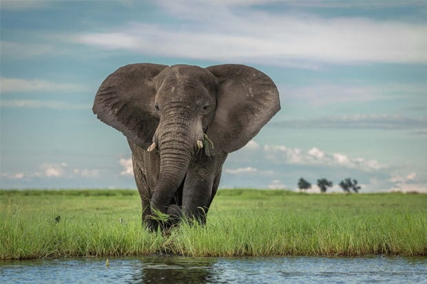 Elephant during a photo safari in The Chobe, Botswana