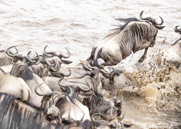 Photo safari in Kenya – Janine Krayer Wildlife Photography Photo safari in Kenya - Janine Krayer Wildlife Photography