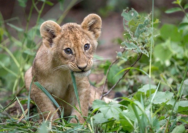 Photo safaris in South Africa