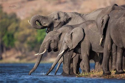 Photo safaris holiday tours in Botswana
