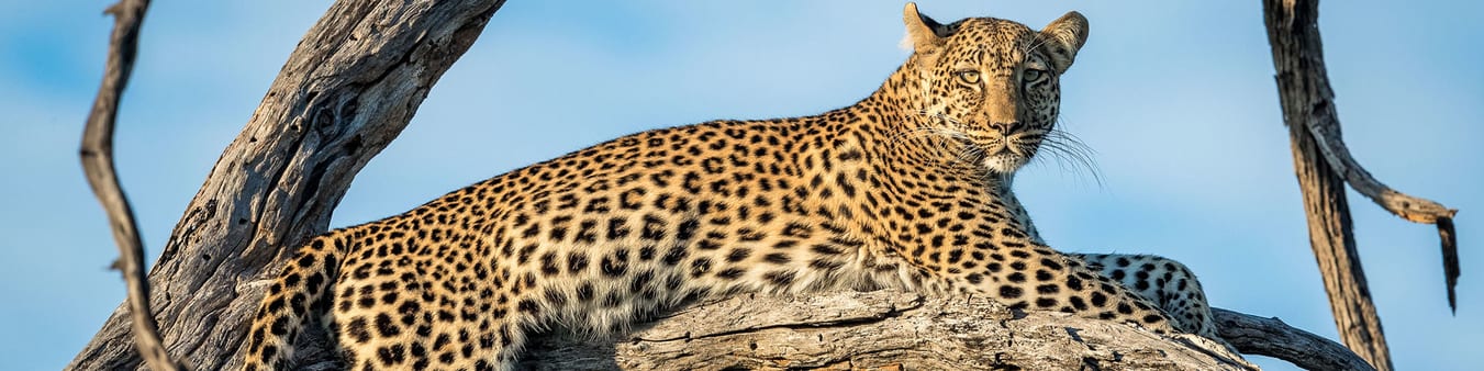 Wildlife photography destinations & opportunities Wildlife photography destinations & opportunities