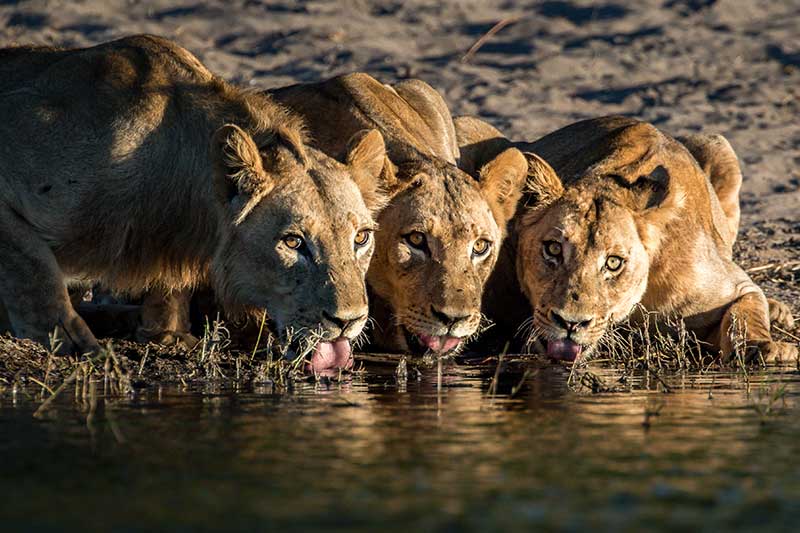 Wildlife Photography Tips for Beginners - Our top 10 tips Wildlife Photography Tips for Beginners - Our top 10 tips
