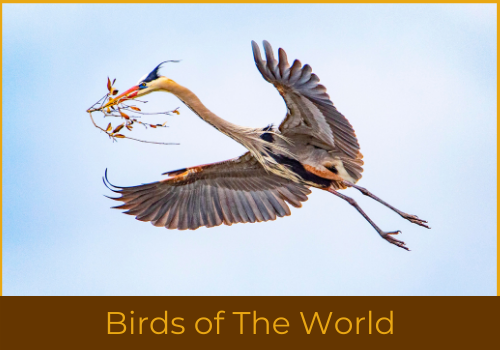 Birds of the world challenge