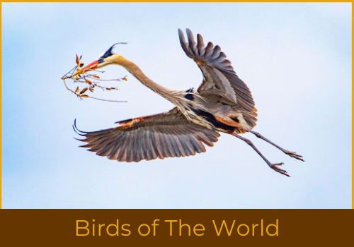 1 Birds of the world challenge