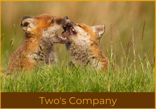 2 twos company challenge